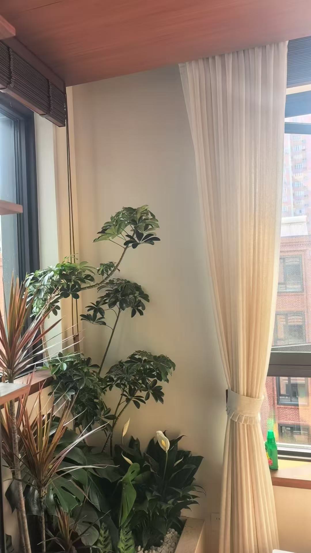 客厅阳台绿植区浅色纱帘实景
